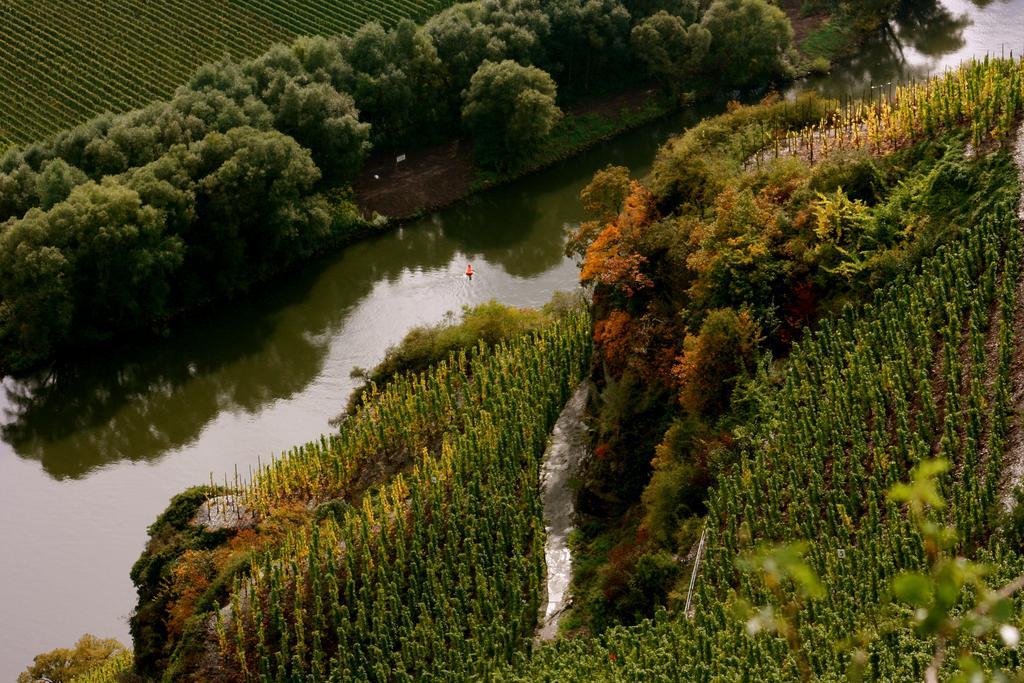Bio-Weingut Staffelter Hof Guest House เคิร์ฟ ภายนอก รูปภาพ